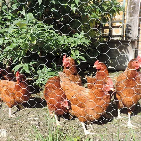 Bulle De Miel * Berru