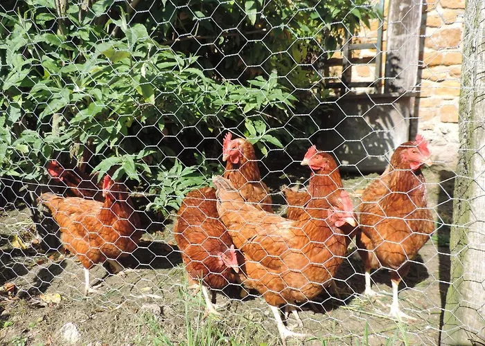 Bulle De Miel * Berru